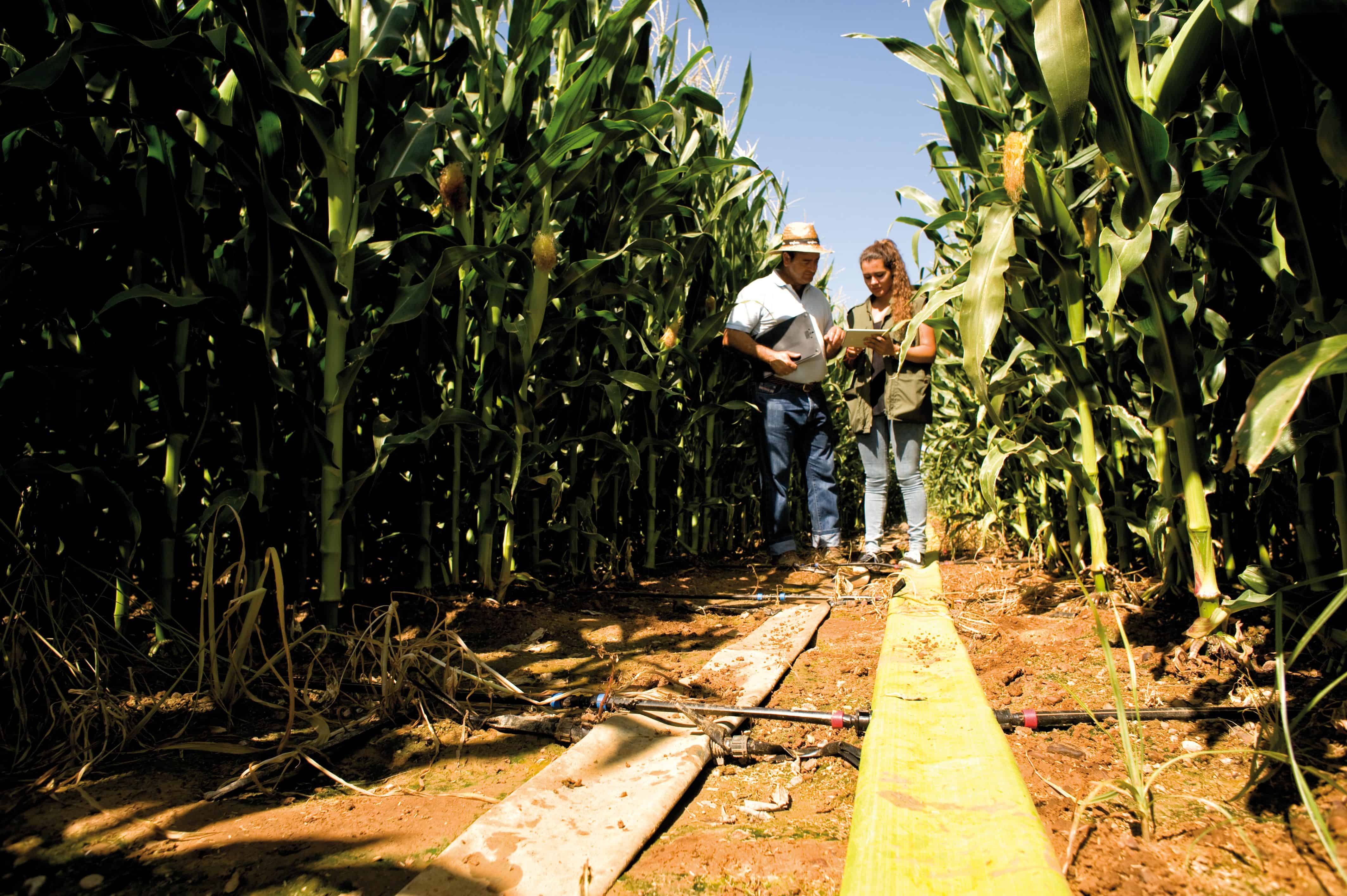 Fattoria Syngenta 1